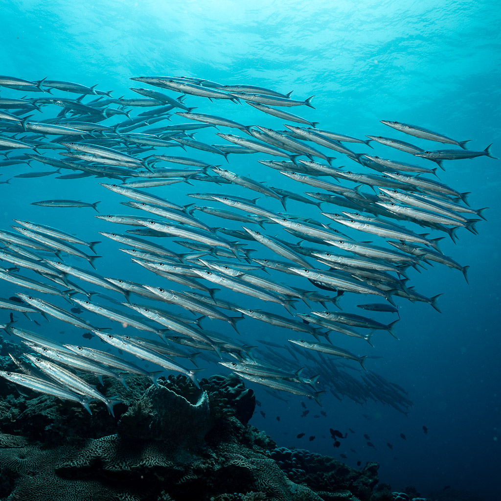 Silvery barracuda school seen from inside the shoal, vertical, South West Corner, Banda Sea, Indonesia