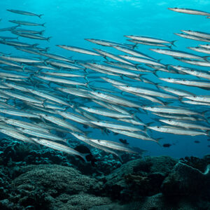 Close packed barracudas filling the frame above the reef, South West Corner, Banda Sea, Indonesia