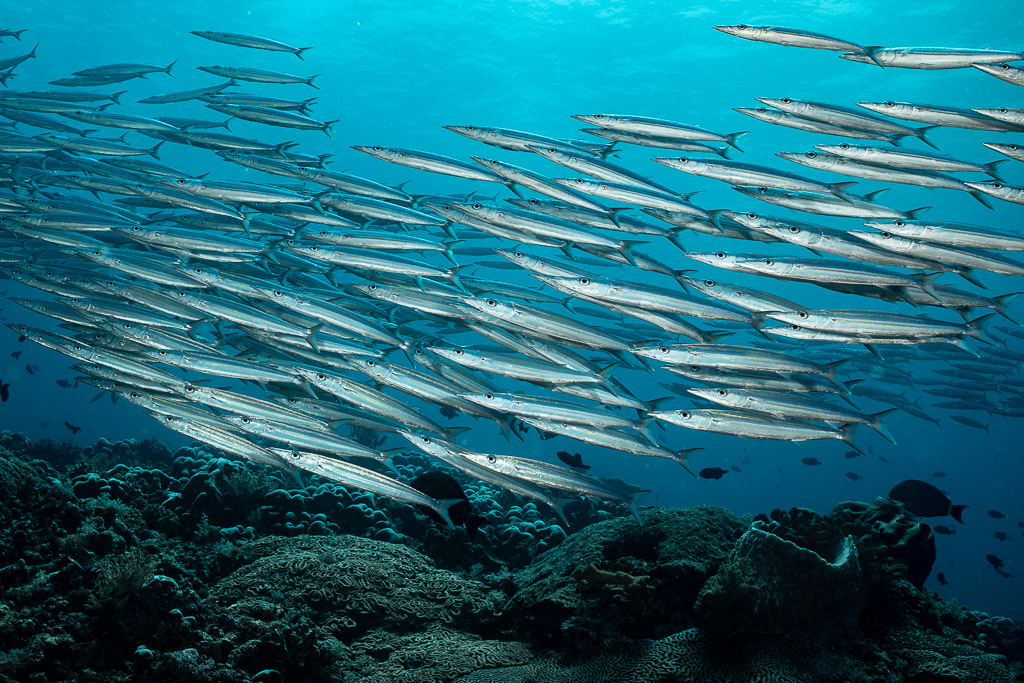 Close packed barracudas filling the frame above the reef, South West Corner, Banda Sea, Indonesia