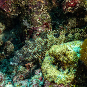 Honeycomb-patterned grouper resting among corals, South West Corner, Banda Sea, Indonesia