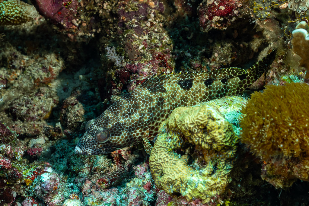 Honeycomb-patterned grouper resting among corals, South West Corner, Banda Sea, Indonesia