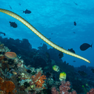 Sea snake swimming over a reef with triggerfish and butterflyfish, Sesi Meti, Banda Sea, Indonesia