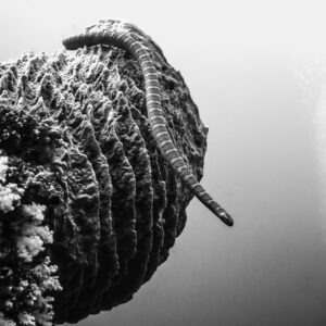 Black and white sea snake draped over a barrel sponge, Sesi Meti, Banda Sea, Indonesia