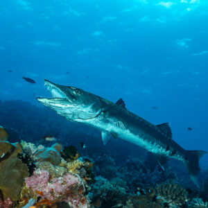 Great barracuda with open mouth swimming over the reef, Sesi Meti, Banda Sea, Indonesia