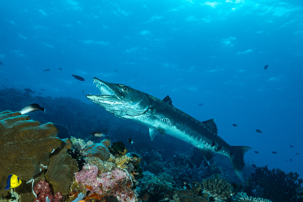 Great barracuda with open mouth swimming over the reef, Sesi Meti, Banda Sea, Indonesia