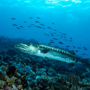 Great barracuda cruising low over the reef with small fish, Sesi Meti, Banda Sea, Indonesia