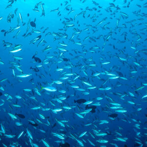 Large school of fusiliers filling the blue water column, Sesi Meti, Banda Sea, Indonesia
