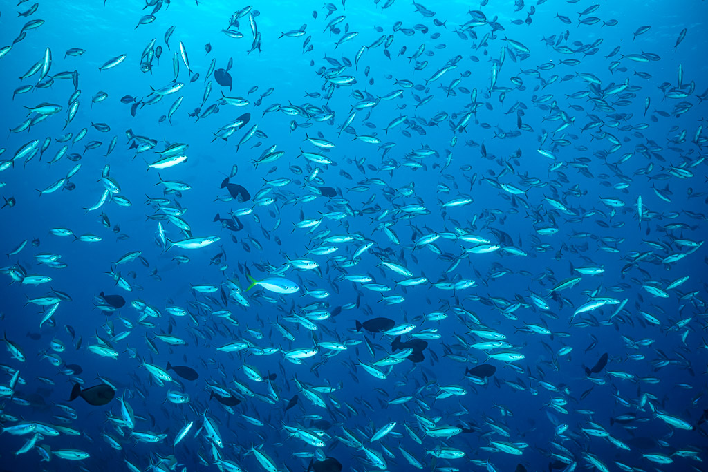 Large school of fusiliers filling the blue water column, Sesi Meti, Banda Sea, Indonesia