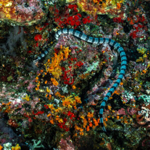 Banded sea krait winding among red and orange encrusting life, 8 Wonders, Banda Sea, Indonesia