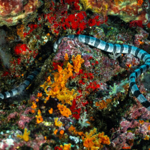 Banded sea krait stretched across a colourful reef crevice, 8 Wonders, Banda Sea, Indonesia
