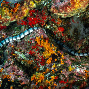 Banded sea krait winding across a reef covered in red and orange encrusting life, 8 Wonders, Banda Sea, Indonesia