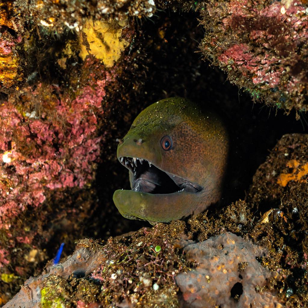 Giant moray gaping from a dark hole framed by pink encrusting algae, 8 Wonders, Banda Sea, Indonesia