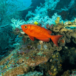 Red crescent-tail bigeye in front of a coral bommie with soft corals, Yellow Sand, Banda Sea, Indonesia