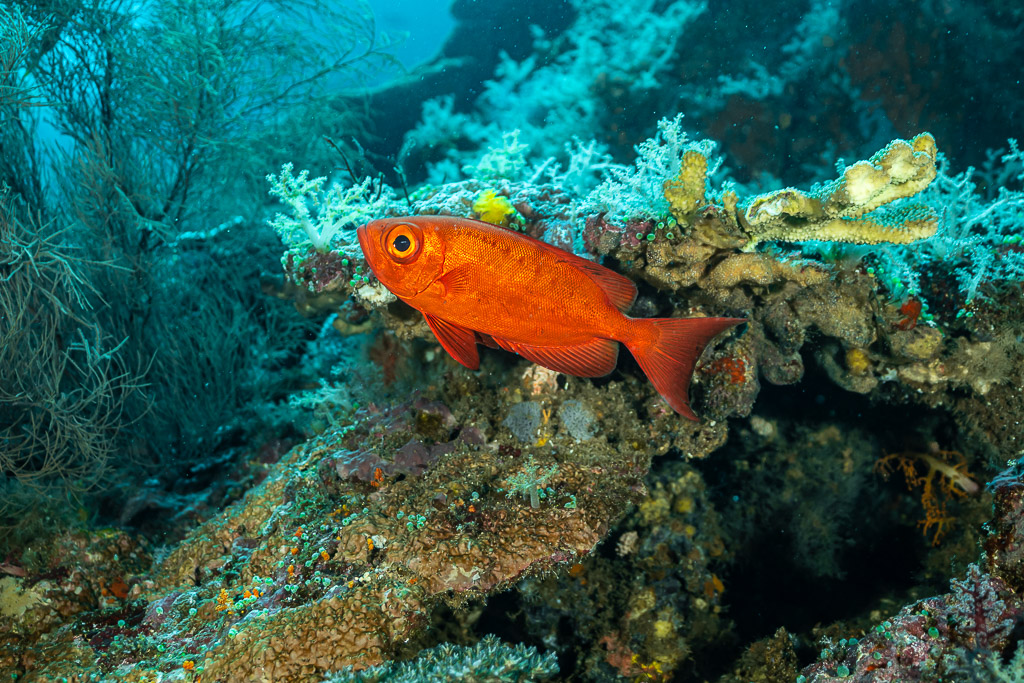 Red crescent-tail bigeye in front of a coral bommie with soft corals, Yellow Sand, Banda Sea, Indonesia