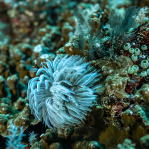 Ver plumeau blanc déployant son panache parmi des polypes verts, Yellow Sand, mer de Banda, Indonésie