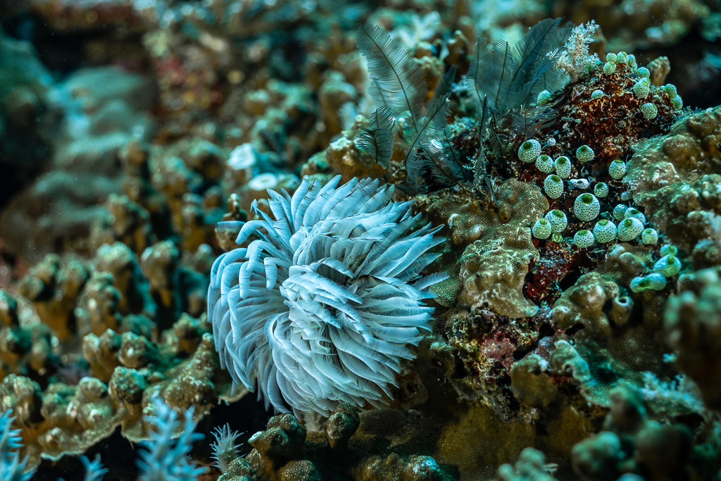 White feather duster worm fanning its crown among green coral polyps, Yellow Sand, Banda Sea, Indonesia