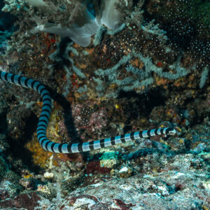 Banded sea krait threading between coral heads in a dim reef gully, Yellow Sand, Banda Sea, Indonesia
