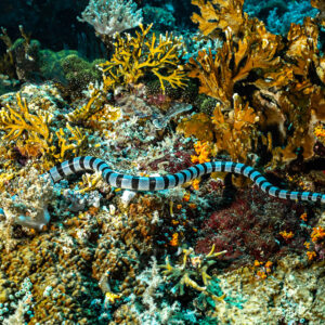 Banded sea krait stretched across a reef of yellow and orange encrusting corals, Yellow Sand, Banda Sea, Indonesia