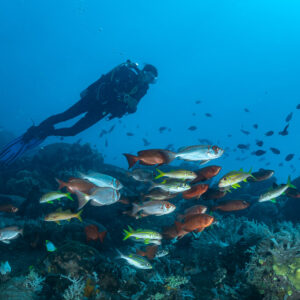 Diver above a mixed school of red bigeyes and yellow-striped snappers, Coconut Point, Banda Sea, Indonesia