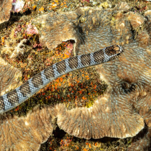 Grey and brown banded sea snake gliding over a plate coral, seen from above, Coconut Point, Banda Sea, Indonesia