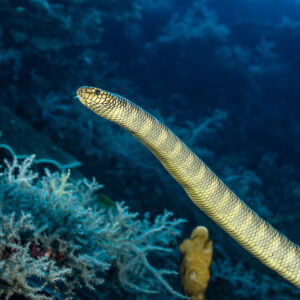 Olive sea snake rising head-up from the reef against blue water, Coconut Point, Banda Sea, Indonesia