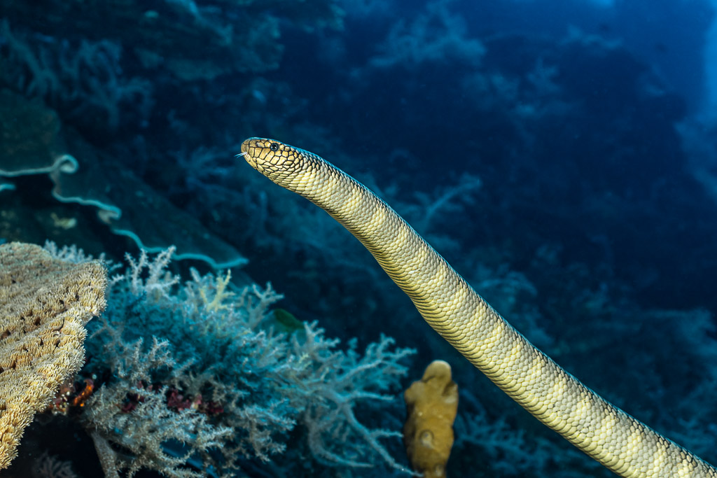 Olive sea snake rising head-up from the reef against blue water, Coconut Point, Banda Sea, Indonesia
