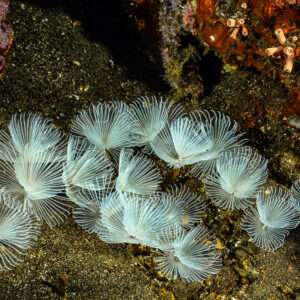 Cluster of white feather duster worms on dark volcanic sand, Manuk Island, Banda Sea, Indonesia