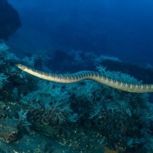 Olive sea snake swimming horizontally above soft corals in deep blue, Coconut Point, Banda Sea, Indonesia