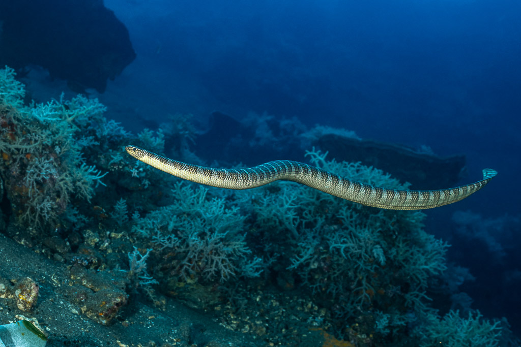 Serpent marin olive nageant à l’horizontale au-dessus de coraux mous dans le bleu, Coconut Point, mer de Banda, Indonésie