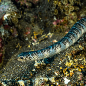 Banded sea snake head close-up hunting along a sandy reef slope, Coconut Point, Banda Sea, Indonesia