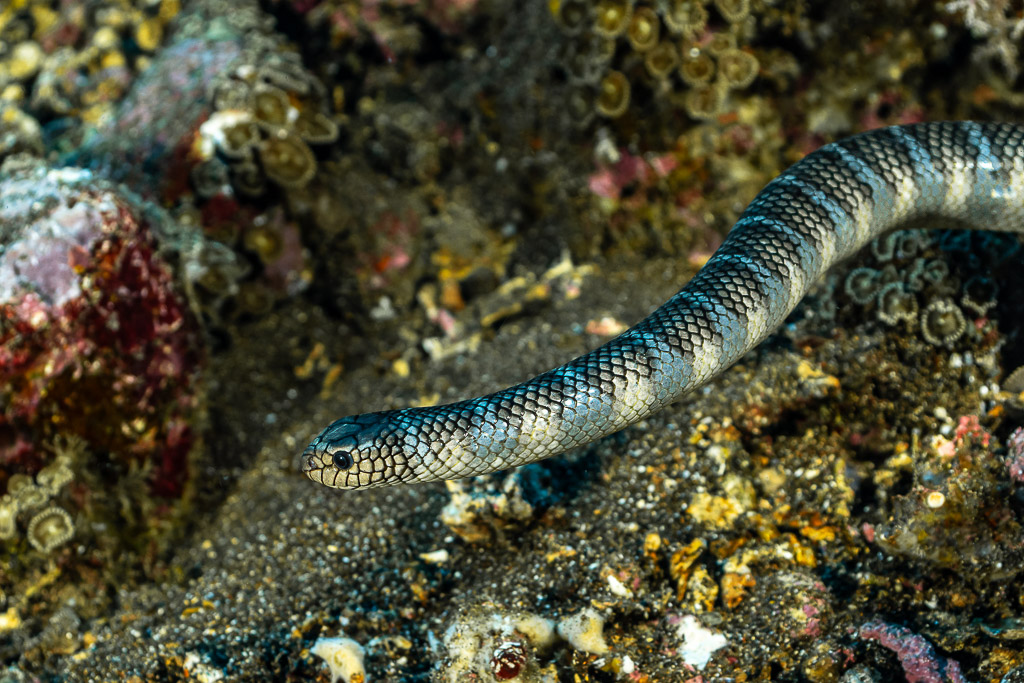 Banded sea snake head close-up hunting along a sandy reef slope, Coconut Point, Banda Sea, Indonesia