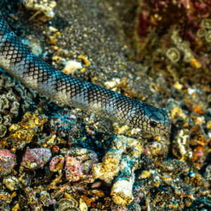 Banded sea snake probing between zoanthids and rubble on the reef, Coconut Point, Banda Sea, Indonesia