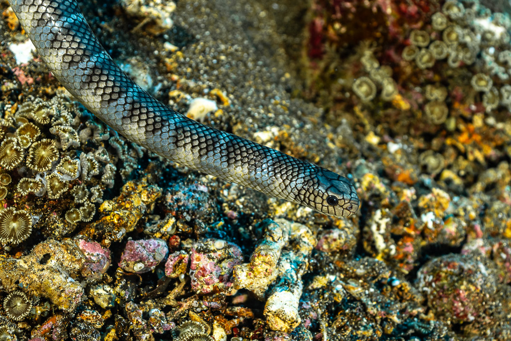 Banded sea snake probing between zoanthids and rubble on the reef, Coconut Point, Banda Sea, Indonesia