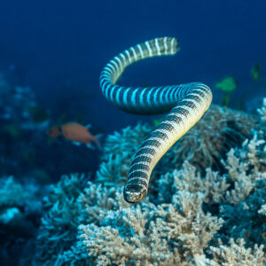 Banded sea snake coiling in open water above soft corals, vertical frame, Coconut Point, Banda Sea, Indonesia