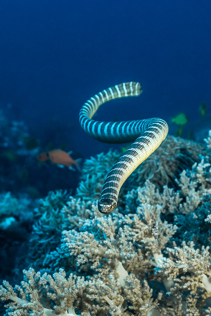 Serpent marin annelé ondulant en pleine eau au-dessus de coraux mous, format vertical, Coconut Point, mer de Banda, Indonésie