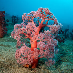 Corail mou rose isolé sur une pente sableuse, Coconut Point, mer de Banda, Indonésie