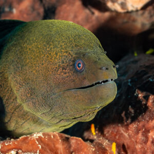 Giant moray head portrait emerging between rust-red sponges, Coconut Point, Banda Sea, Indonesia
