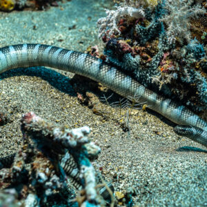 Banded sea snake coiled on sand beside a coral outcrop, Coconut Point, Banda Sea, Indonesia