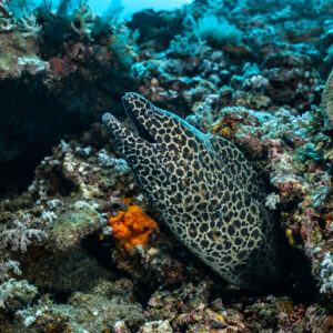 Honeycomb moray rising from a reef crevice beside an orange sponge, Coconut Point, Banda Sea, Indonesia