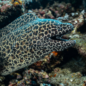 Honeycomb moray leaning out of its hole with mouth open, Coconut Point, Banda Sea, Indonesia