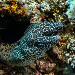 Honeycomb moray emerging from a dark hole framed by white soft corals, Coconut Point, Banda Sea, Indonesia