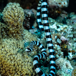 Banded sea krait rising vertically beside a leather coral, vertical frame, Coconut Point, Banda Sea, Indonesia