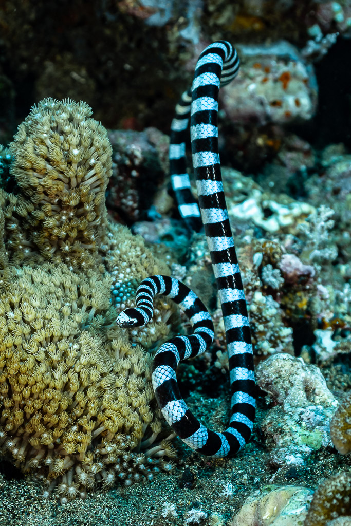 Banded sea krait rising vertically beside a leather coral, vertical frame, Coconut Point, Banda Sea, Indonesia