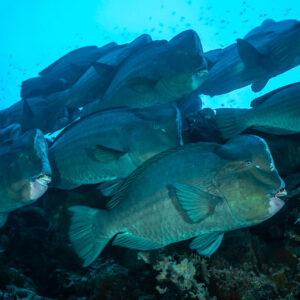 Banc serré de perroquets à bosse passant au-dessus du récif, Tanjung Button, mer de Banda, Indonésie
