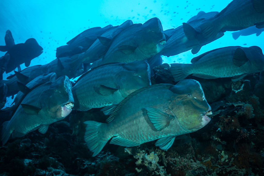 Banc serré de perroquets à bosse passant au-dessus du récif, Tanjung Button, mer de Banda, Indonésie