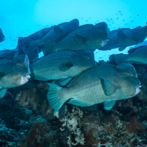 Banc de perroquets à bosse en formation serrée dans une eau bleu vif, Tanjung Button, mer de Banda, Indonésie