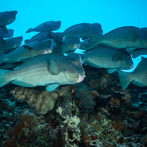 Banc de perroquets à bosse nageant au ras du sommet du récif, Tanjung Button, mer de Banda, Indonésie