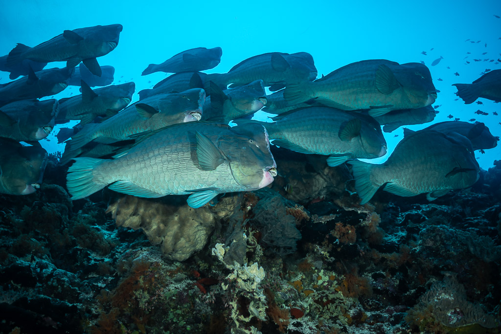 Banc de perroquets à bosse nageant au ras du sommet du récif, Tanjung Button, mer de Banda, Indonésie