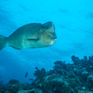 Perroquet à bosse solitaire croisant au-dessus du récif sous la surface ensoleillée, Tanjung Button, mer de Banda, Indonésie