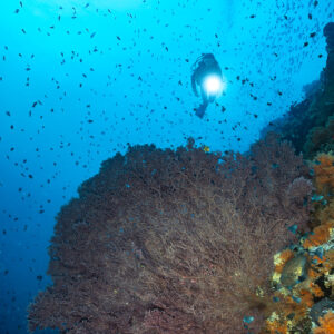 Plongeur avec phare au-dessus d’une grande gorgone violette, format vertical, Tanjung Button, mer de Banda, Indonésie